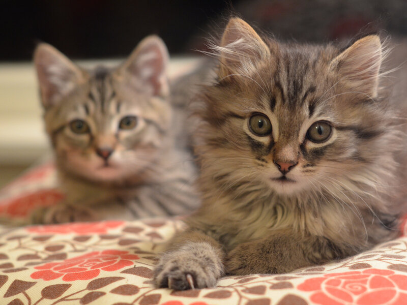 Two Tabby Kittens — Brown, Calm, Photograph, Patterned Fabric