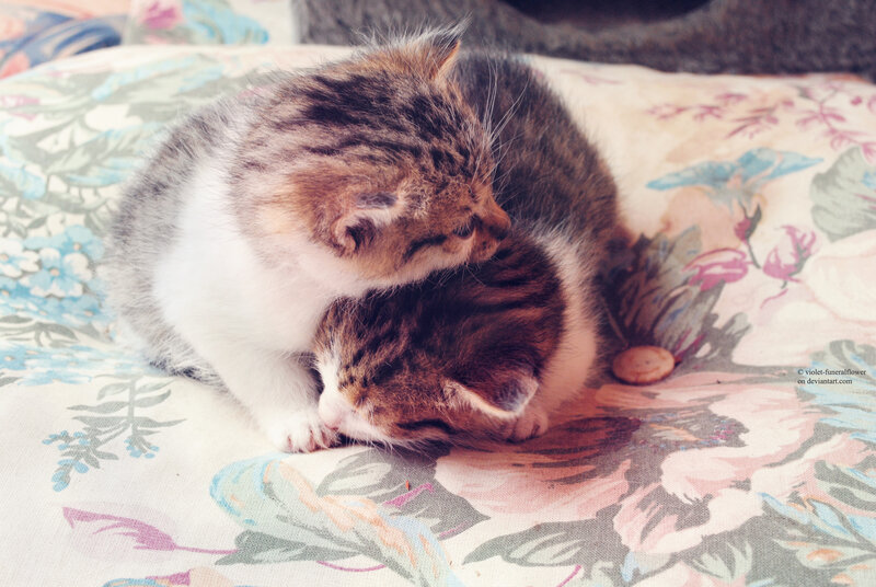 Two Tabby Kittens — Brown, Calm, Photograph, Pillow