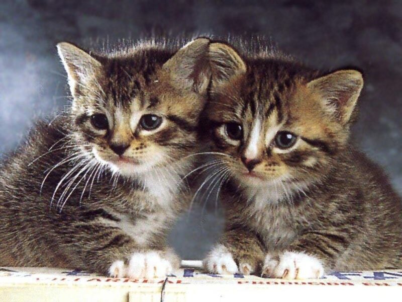 Two Tabby Kittens — Brown, Calm, Photograph