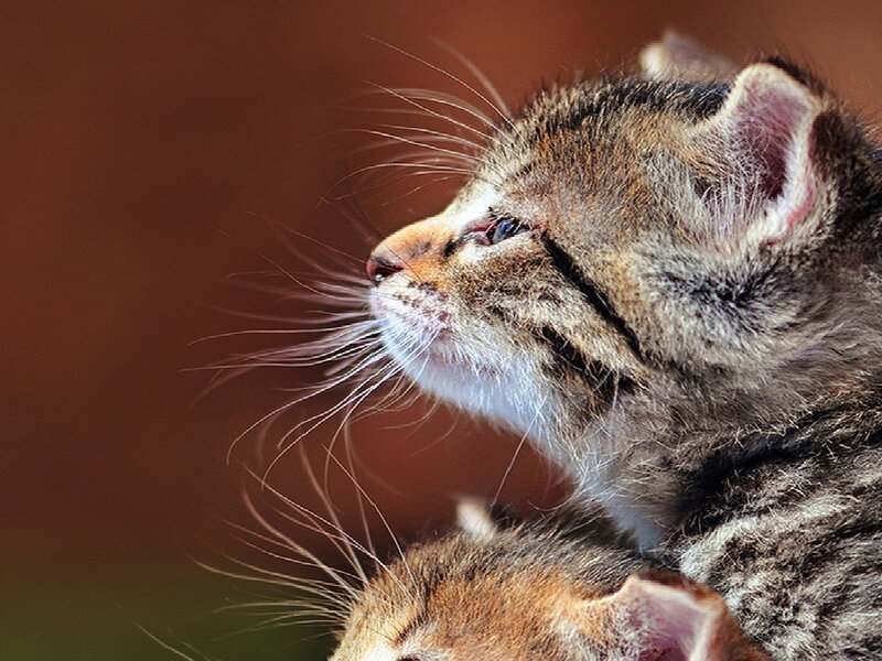 Two Tabby Kittens — Brown, Calm, Photograph, Whiskers
