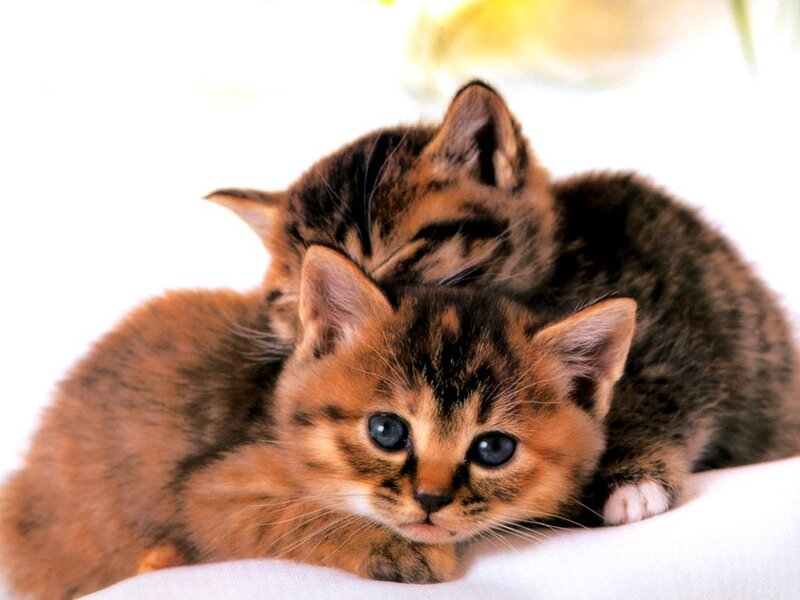 Two Tabby Kittens — Brown, Calm, Photograph, White Surface, Black