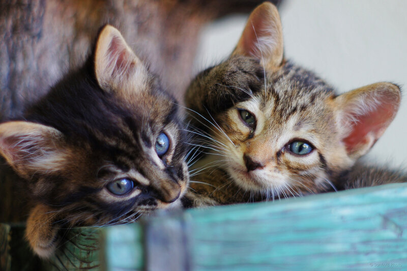 Two Tabby Kittens — Brown, Calm, Photograph, Wooden Surface
