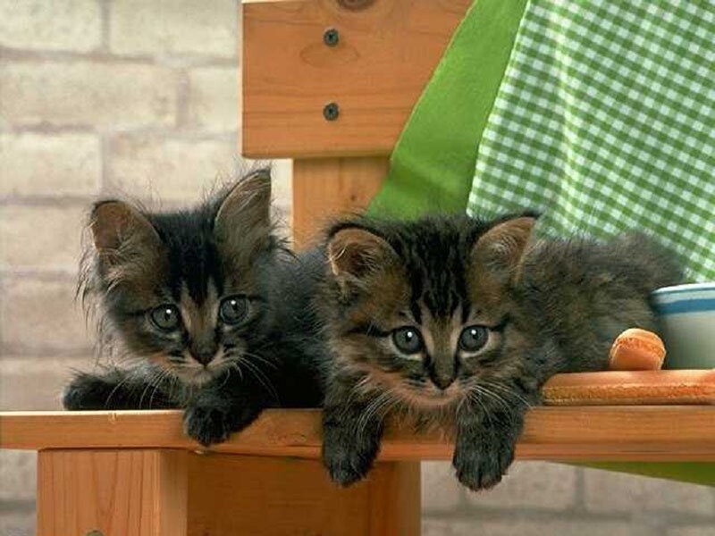 Two Tabby Kittens — Brown, Calm, Photograph, Wooden Table