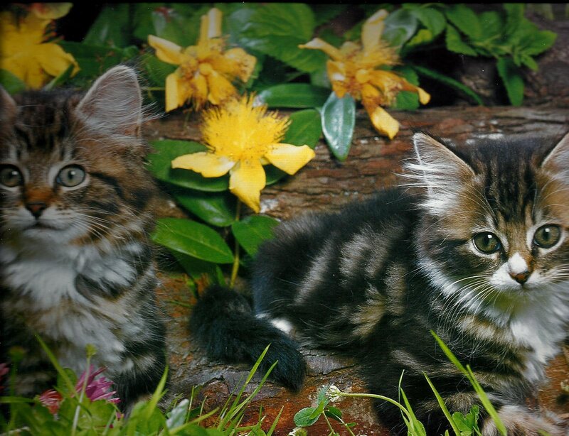 Two Tabby Kittens — Brown, Calm, Spring, Photograph