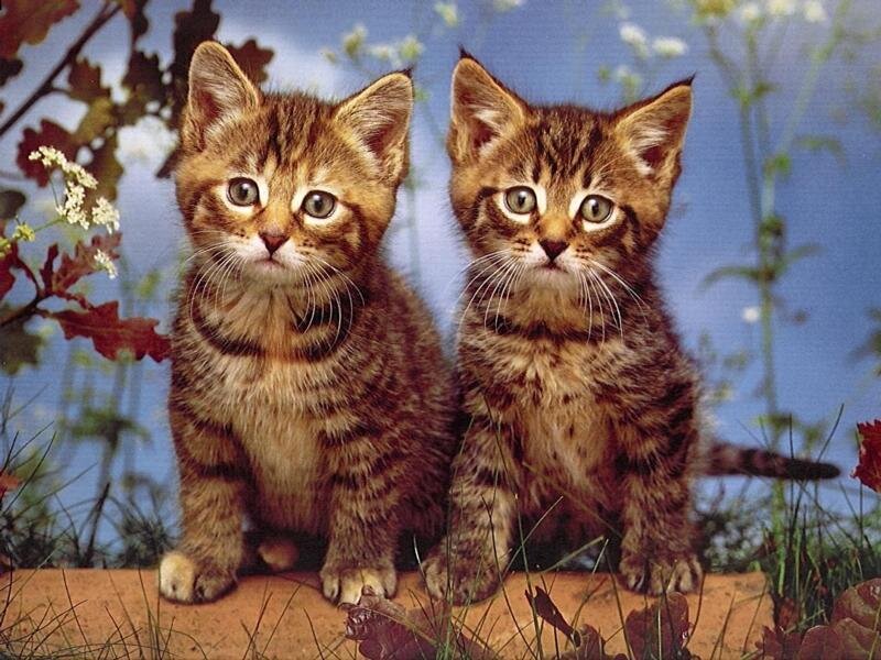 Two Tabby Kittens — Brown, Calm, Spring