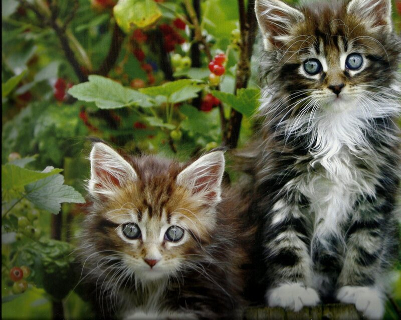 Two Tabby Kittens — Brown, Calm, Summer