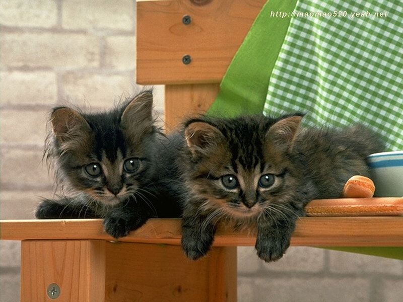 Two Tabby Kittens — Brown, Calm