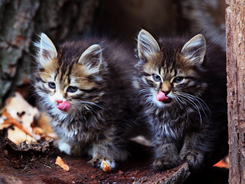 Two Tabby Kittens — Brown, Curious, Autumn, Photograph