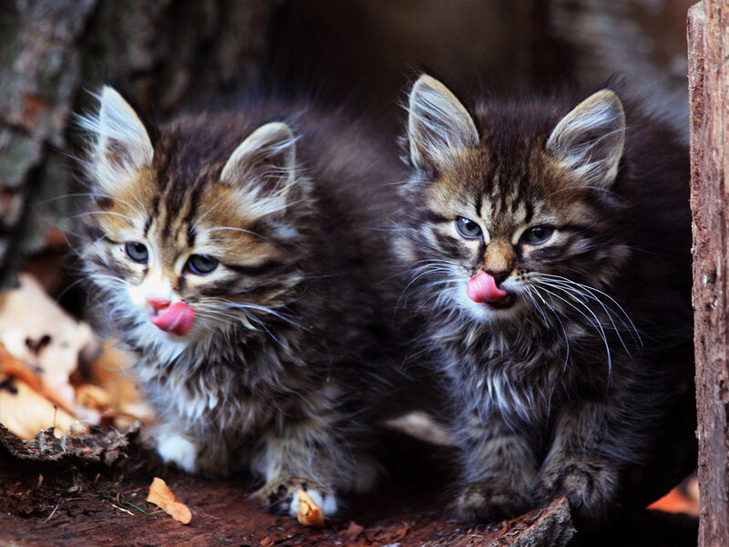 Two Tabby Kittens — Brown, Curious, Autumn