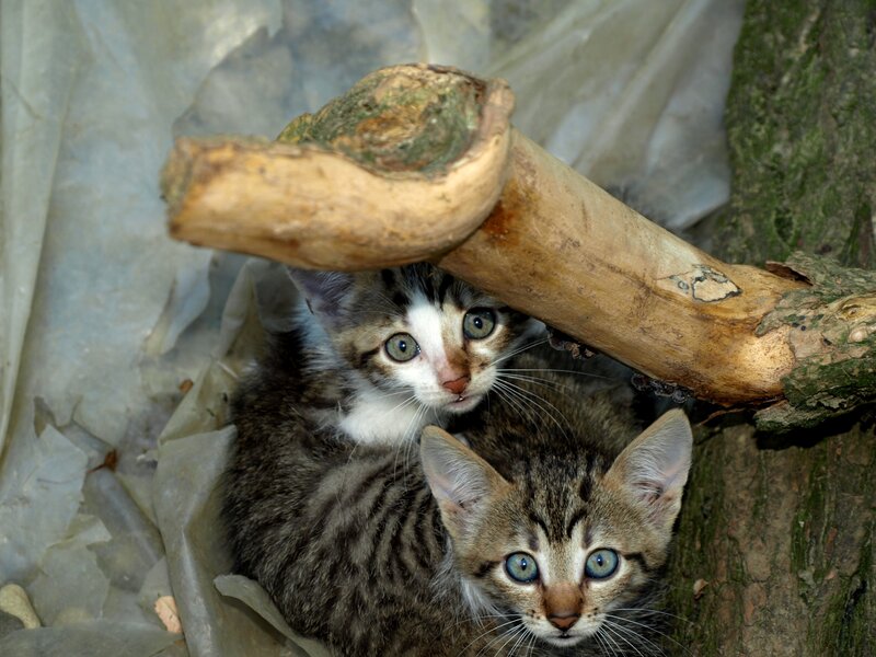 Two Tabby Kittens — Brown, Curious, Photograph, Branch