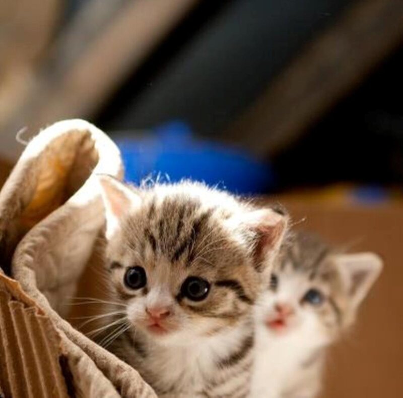 Two Tabby Kittens — Brown, Curious, Photograph, Cardboard Box