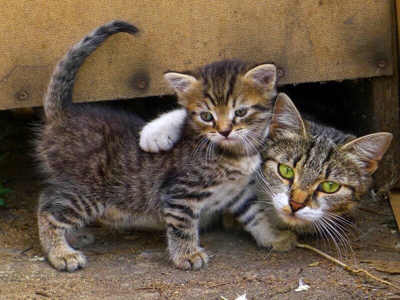 Two Tabby Kittens — Brown, Curious, Photograph, Cat