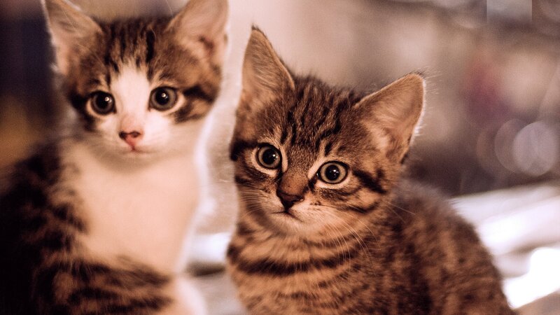 Two Tabby Kittens — Brown, Curious, Photograph, Eyes, Blurry Background