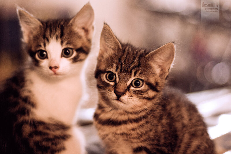 Two Tabby Kittens — Brown, Curious, Photograph, Eyes, Fur