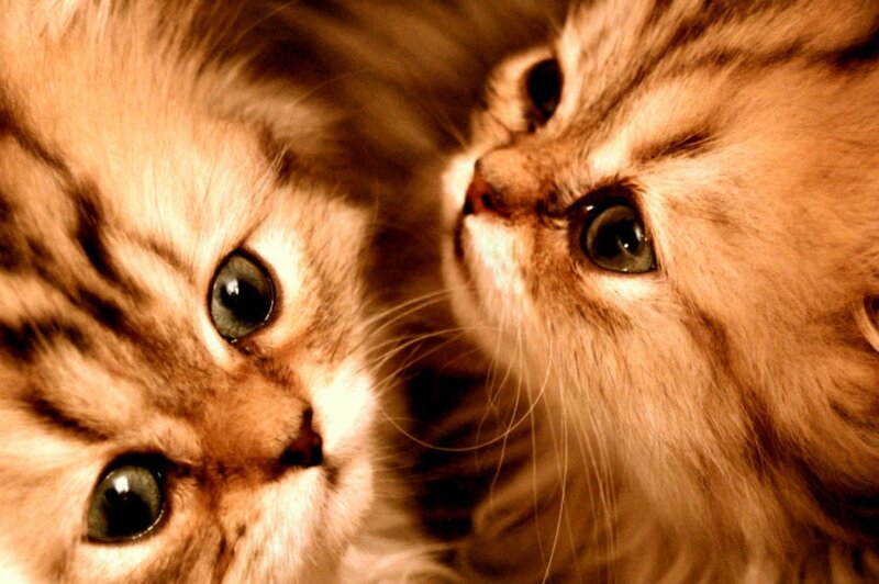 Two Tabby Kittens — Brown, Curious, Photograph, Eyes