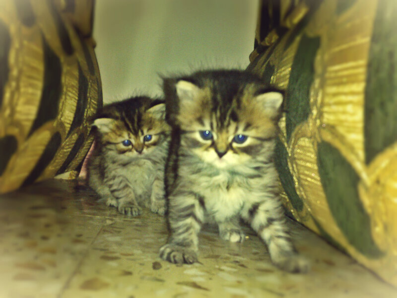 Two Tabby Kittens — Brown, Curious, Photograph, Floor
