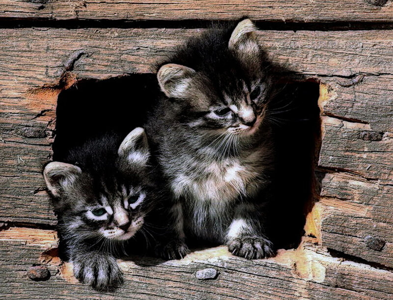 Two Tabby Kittens — Brown, Curious, Photograph