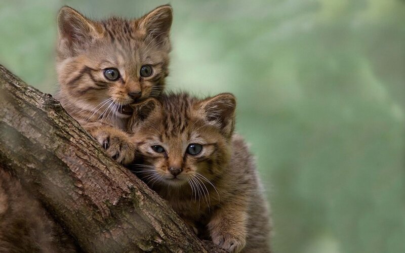 Two Tabby Kittens — Brown, Curious, Photograph, Tree Branch, Forest