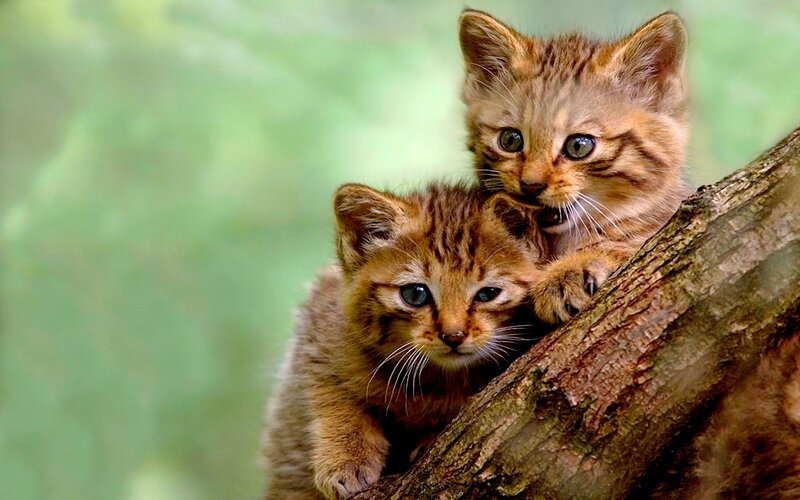 Two Tabby Kittens — Brown, Curious, Photograph, Tree Branch