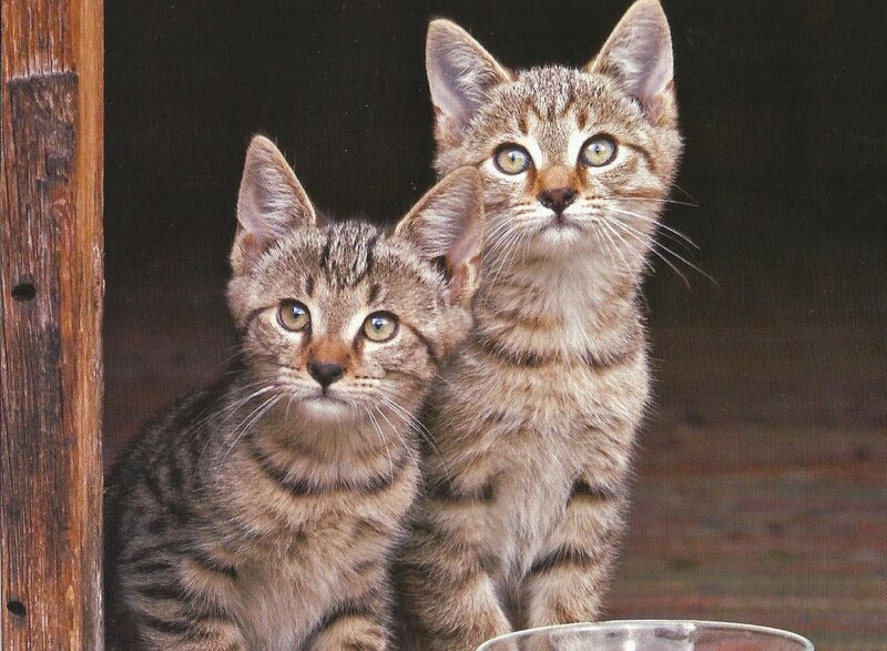 Two Tabby Kittens — Brown, Curious, Photograph, Wooden Post