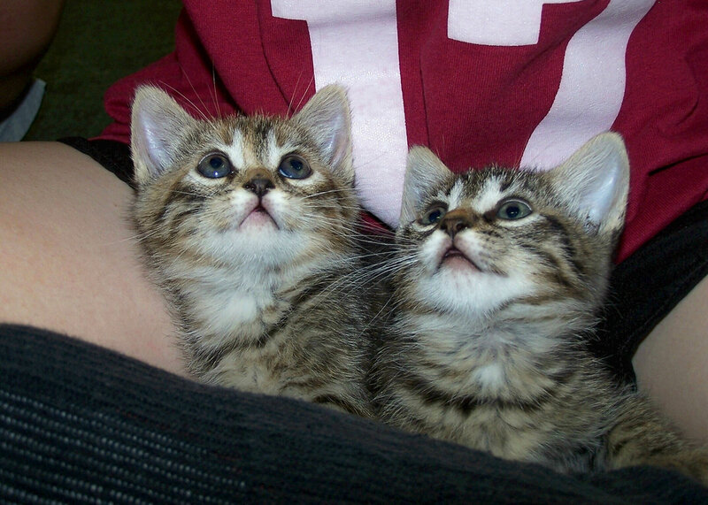 Two Tabby Kittens — Brown, Curious