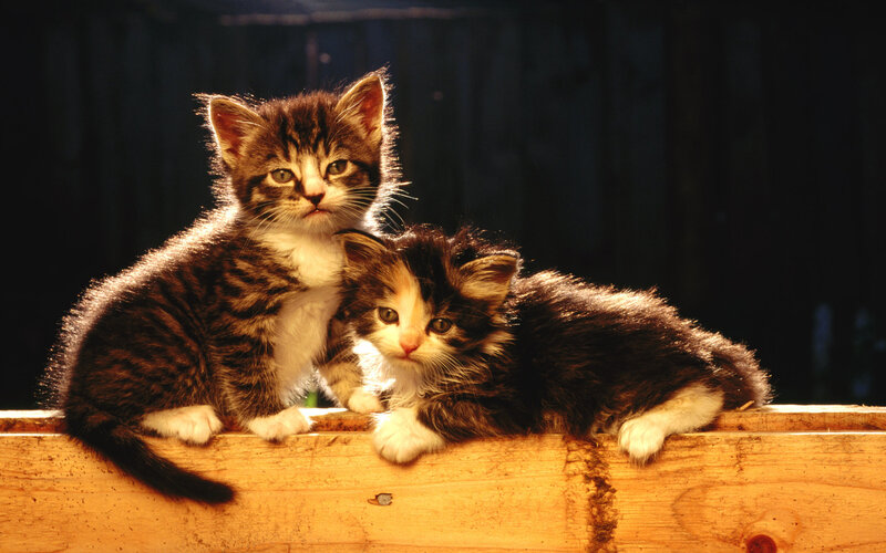 Two Tabby Kittens — Brown, Dramatic