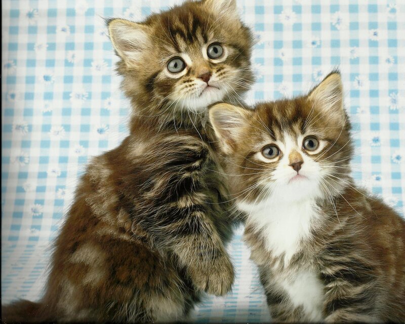 Two Tabby Kittens — Brown, Innocent, Photograph, Checkered Background