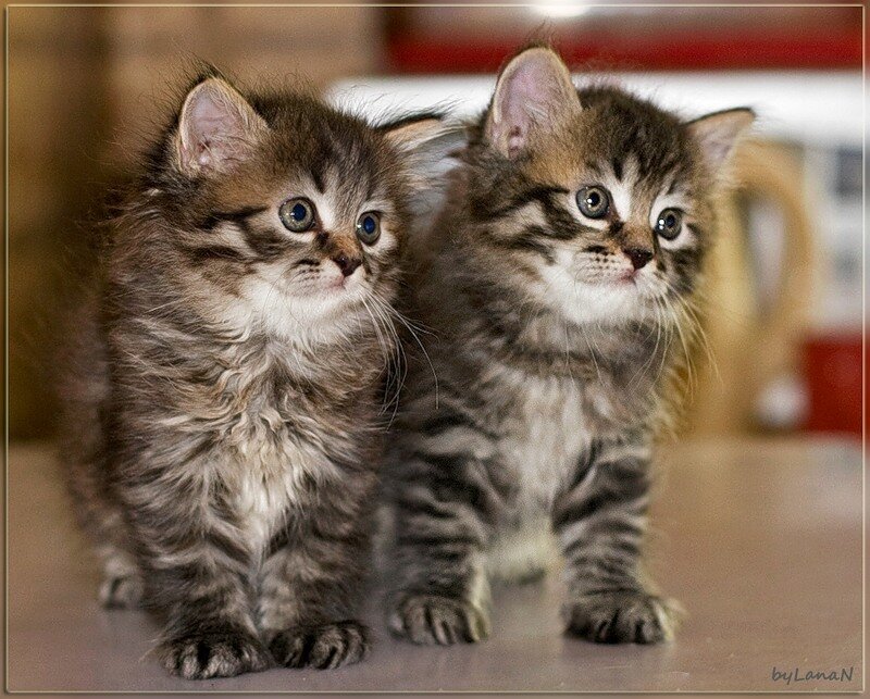 Two Tabby Kittens — Brown, Innocent, Photograph