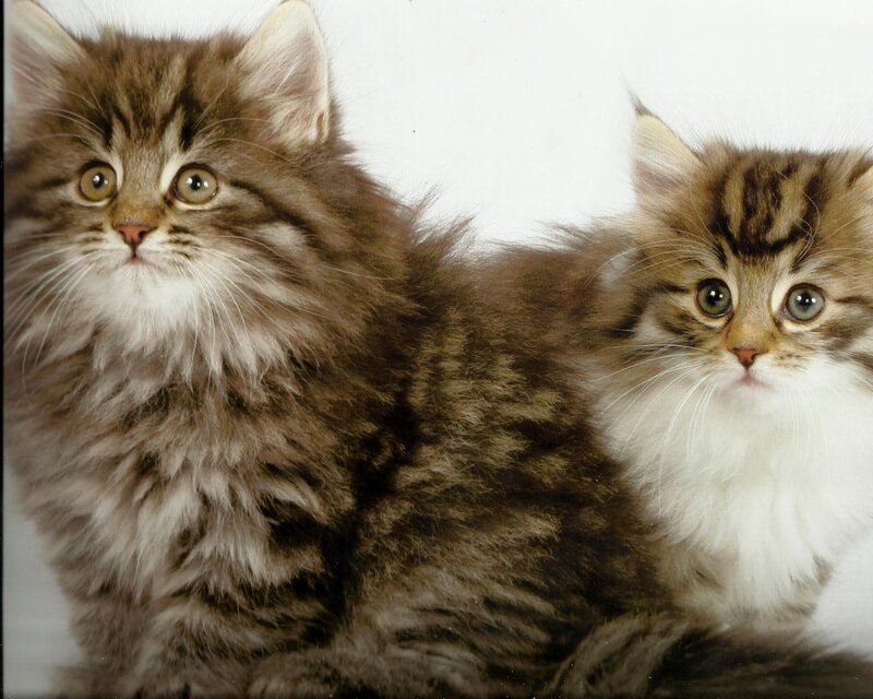 Two Tabby Kittens — Brown, Innocent, Photograph, White Background