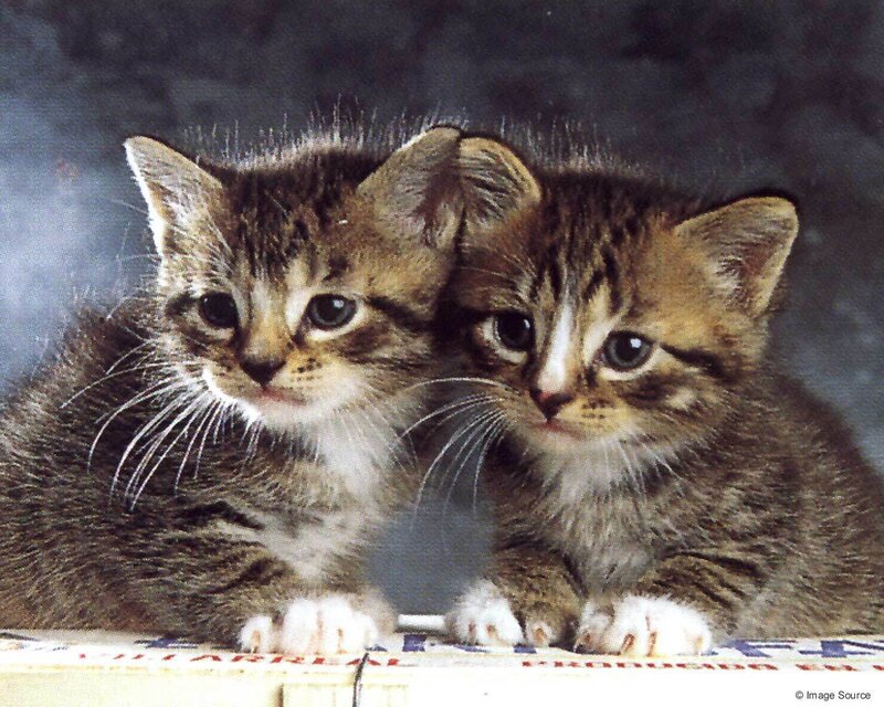 Two Tabby Kittens — Brown, Innocent