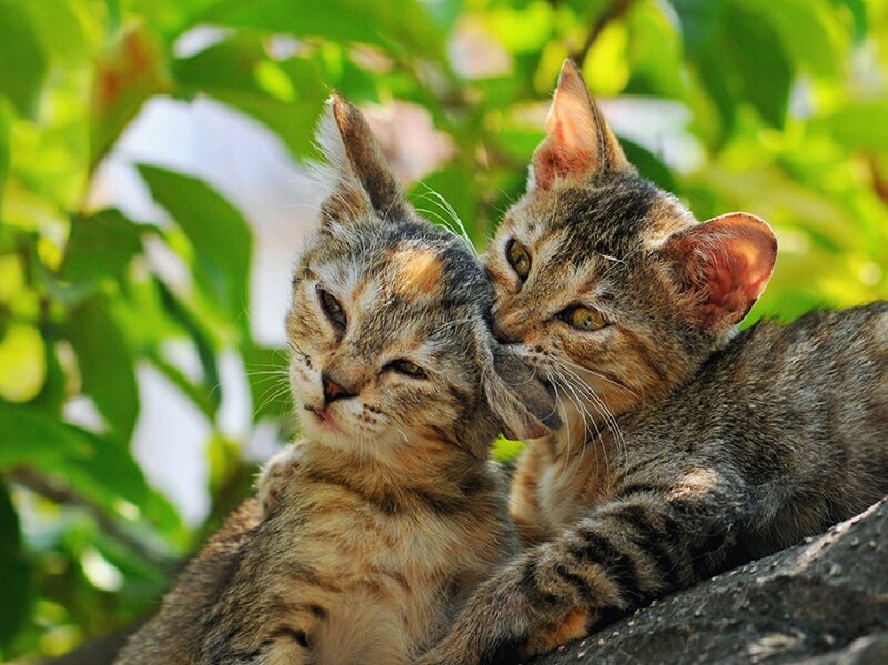 Two Tabby Kittens — Brown, Peaceful, Afternoon, Photograph