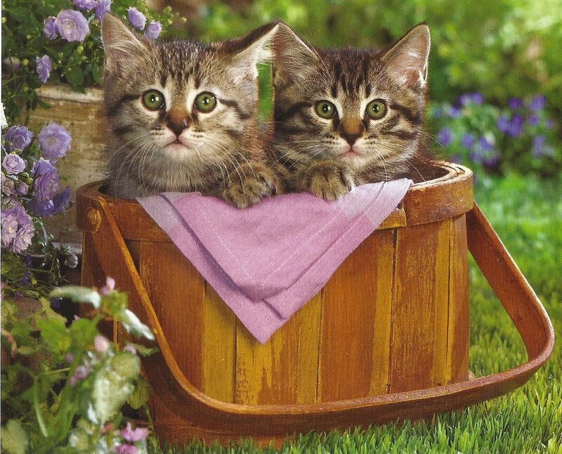Two Tabby Kittens — Brown, Peaceful, Afternoon