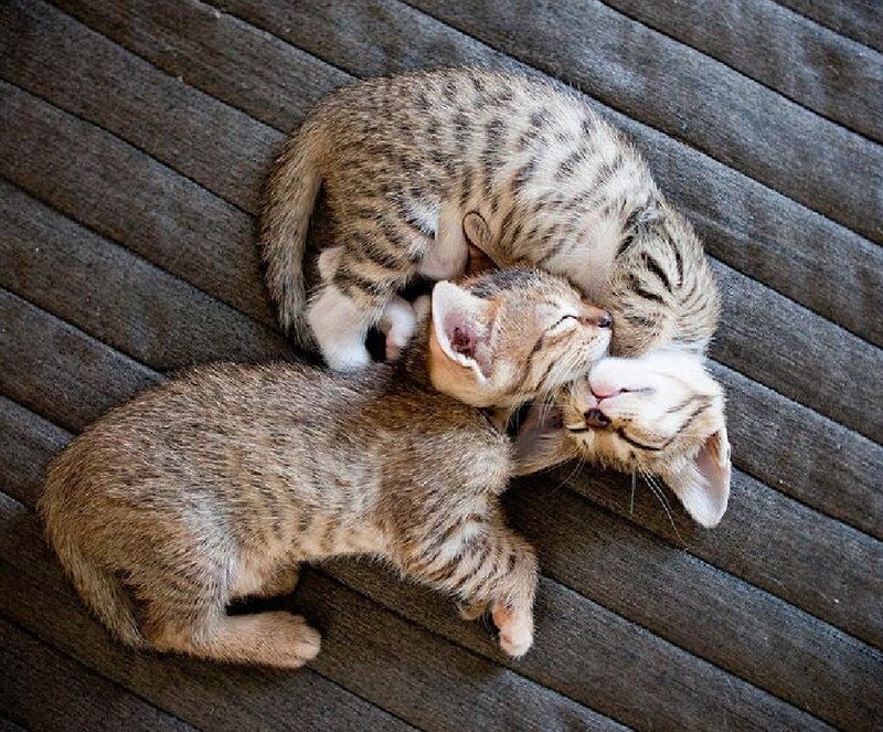 Two Tabby Kittens — Brown, Peaceful, Photograph, Floor