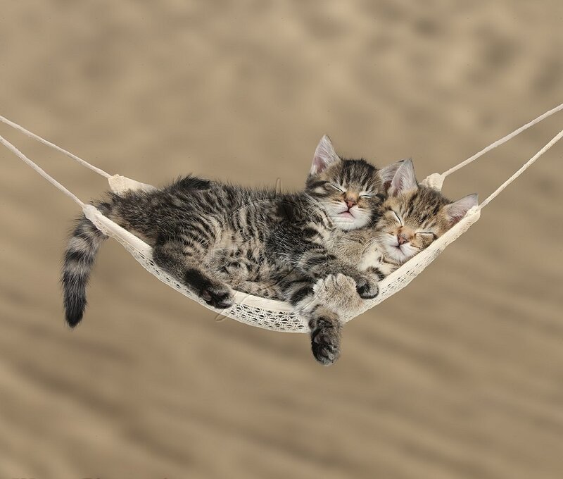 Two Tabby Kittens — Brown, Peaceful, Photograph, Hammock