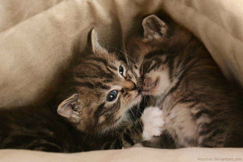 Two Tabby Kittens — Brown, Peaceful, Photograph