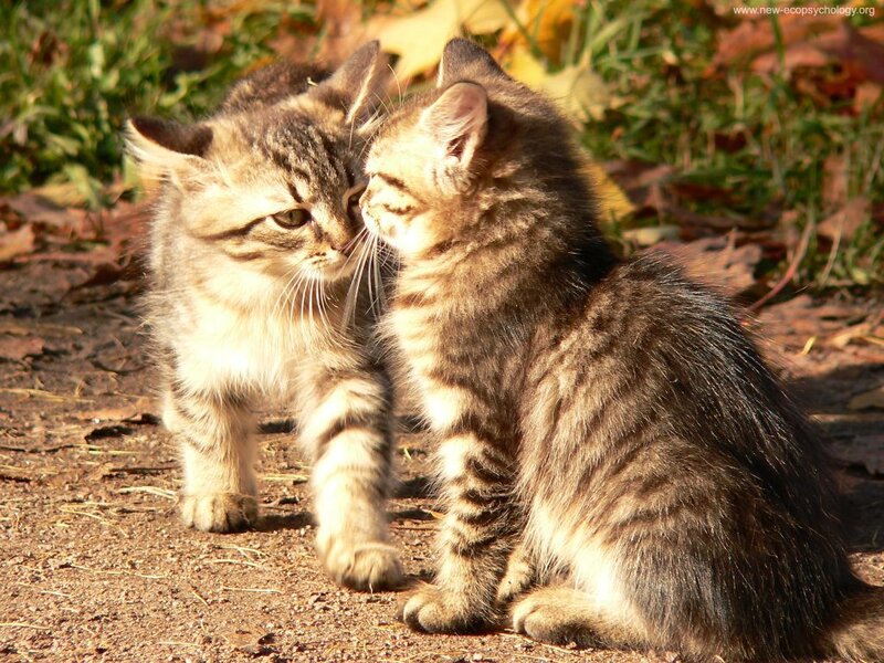 Two Tabby Kittens — Brown, Peaceful