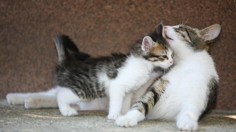 Two Tabby Kittens — Brown, Playful, Photograph, Floor