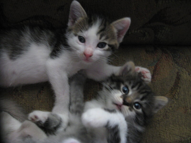 Two Tabby Kittens — Brown, Playful, Photograph