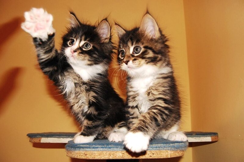 Two Tabby Kittens — Brown, Playful