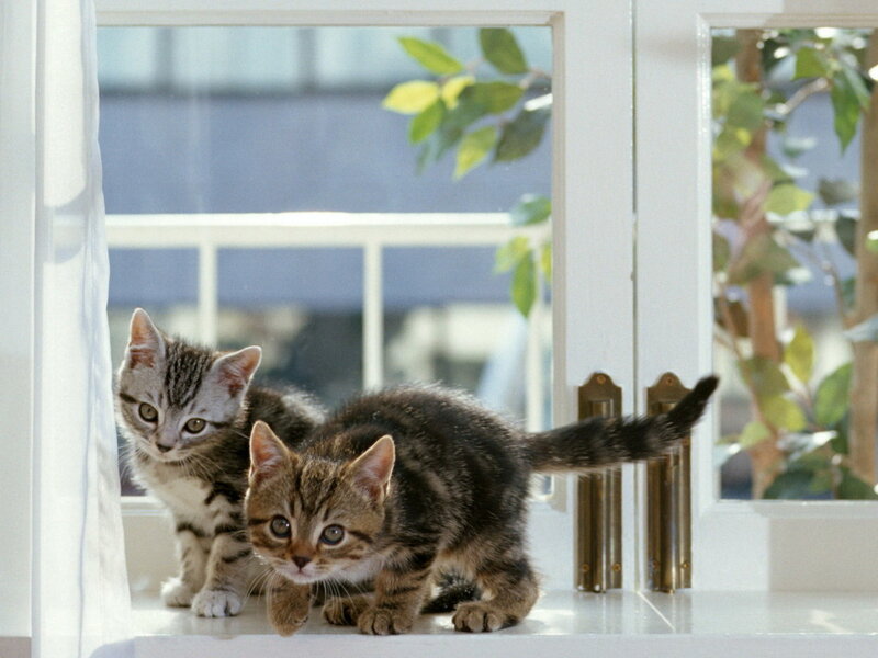 Two Tabby Kittens — Brown