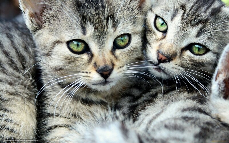 Two tabby kittens cuddling