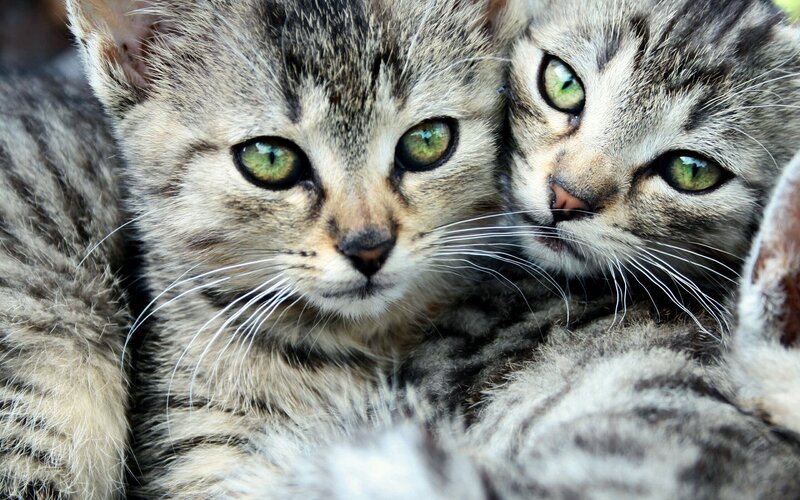 two tabby kittens cuddling