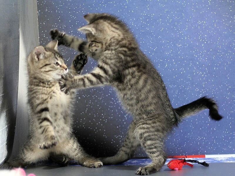 Two Tabby Kittens Fighting — Gray