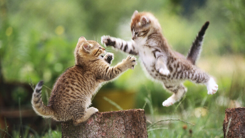 Two Tabby Kittens Fighting