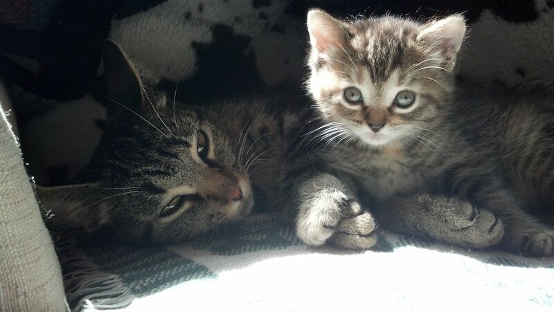 Two Tabby Kittens — Gray, Calm, Afternoon, Photograph, Blanket