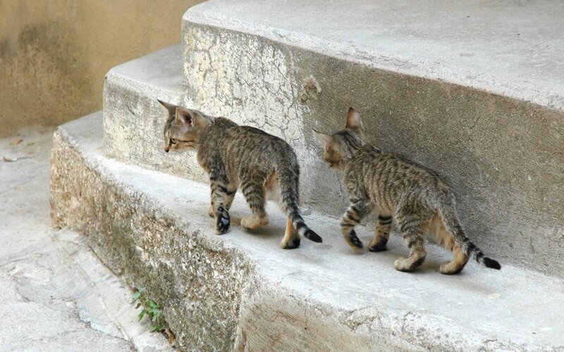 Two Tabby Kittens — Gray, Calm, Afternoon, Photograph, Steps