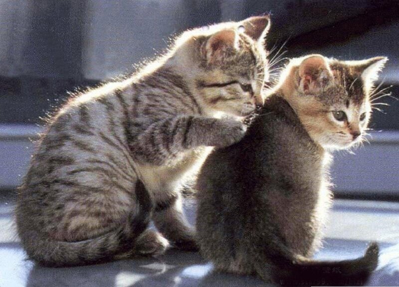 Two Tabby Kittens — Gray, Calm, Afternoon, Photograph, Sunlight