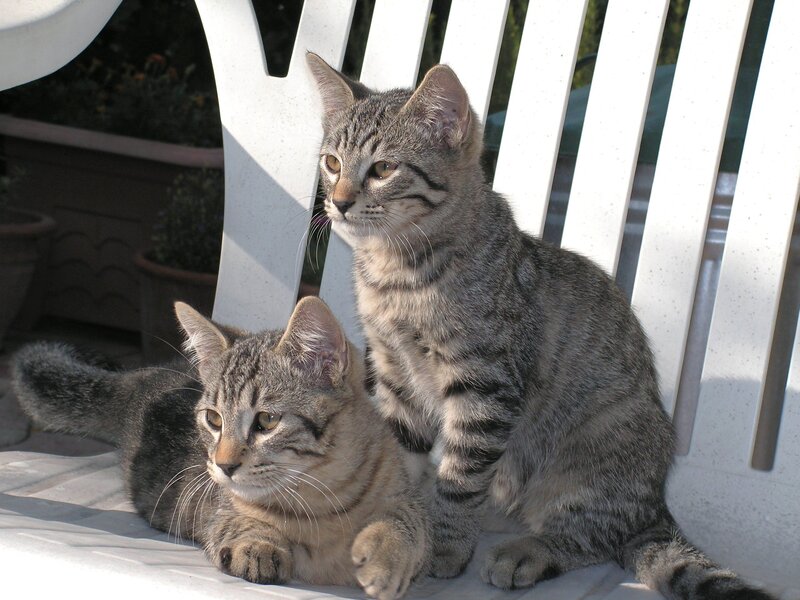 Two Tabby Kittens — Gray, Calm, Afternoon, Photograph
