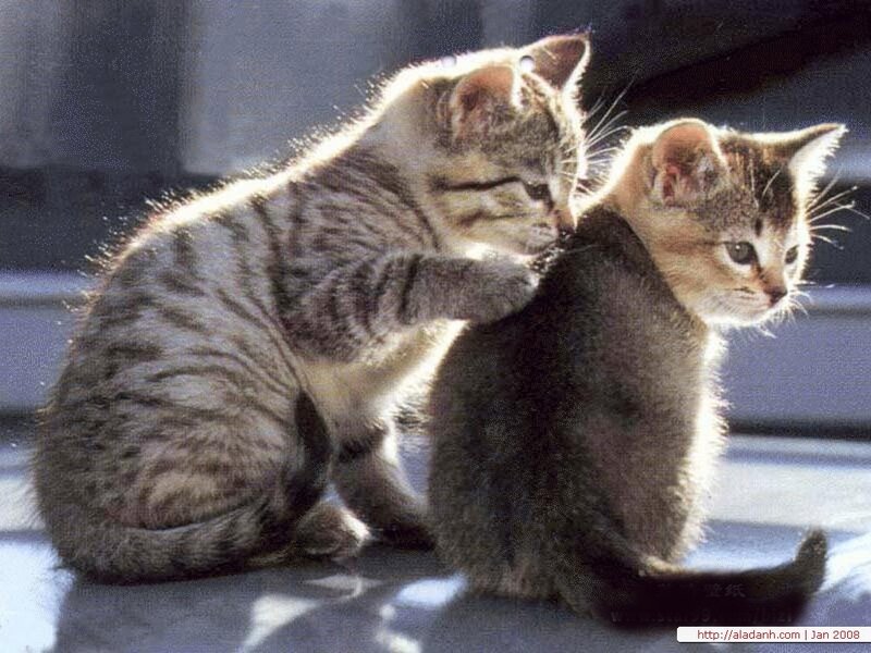 Two Tabby Kittens — Gray, Calm, Afternoon