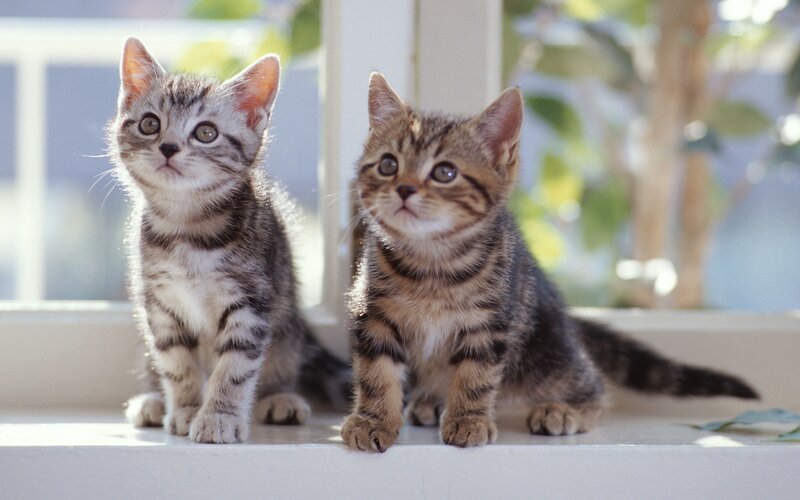 Two Tabby Kittens — Gray, Calm, Morning, Photograph